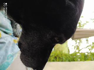 mack
