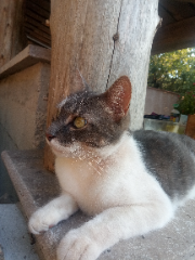 Tomy