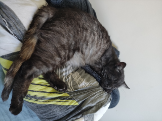 Mystique