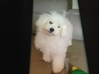 Tao