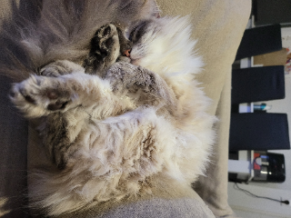 Choubi