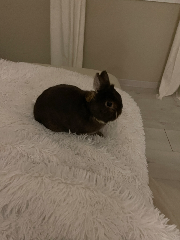 Noisette