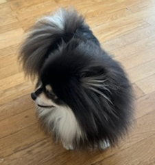 Peluche