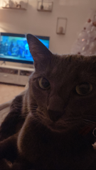 SHEBA