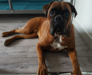 Atlas