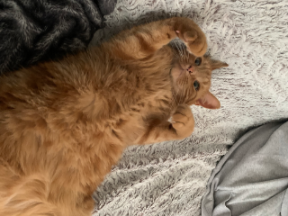 Croquette
