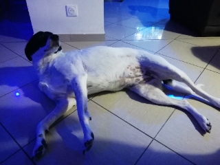 Maya