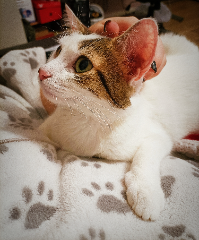 Mimi