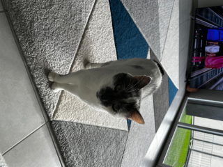 Pepito