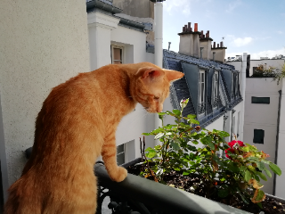 Léo