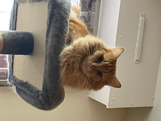 Simba