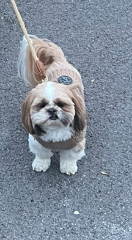 Kiri