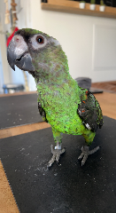 Kazooie