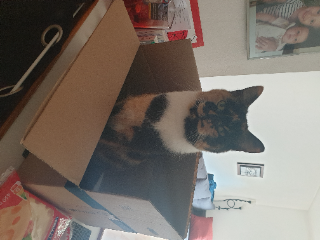 Reglisse