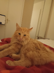 Caramel