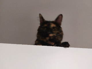 Mya