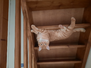 Chatouille