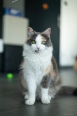 Raïka