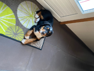 TARA