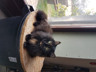 Chupa
