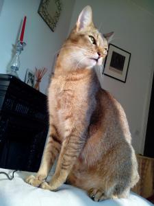 FILOU