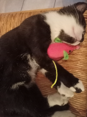 Léo