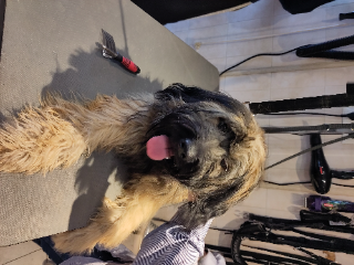 Igor