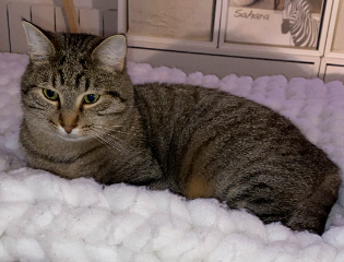 Berlioz