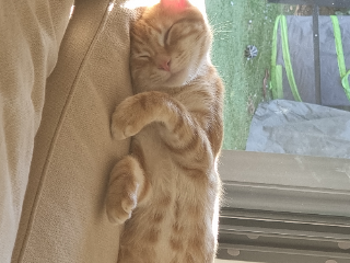 Loky