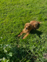 Oscar