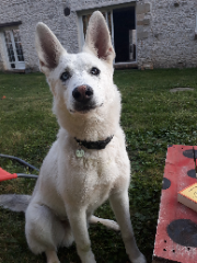 Loki