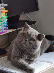Baloo