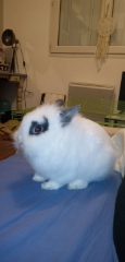 OLAF