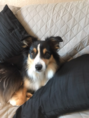 FRIDA