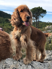 Oscar