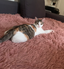 Stella