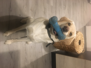 Napo