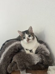 Freya