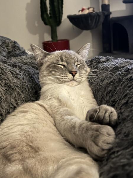 Guizmo