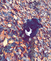 Nala