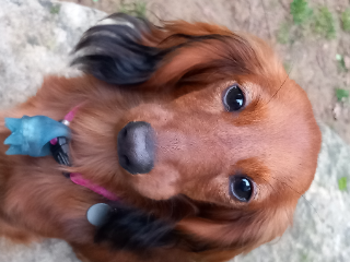 Bella
