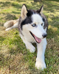 taz