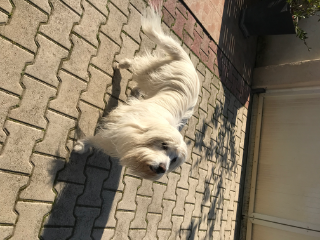 Vanille