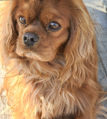 Pixel