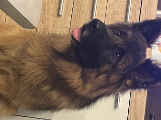 Odin