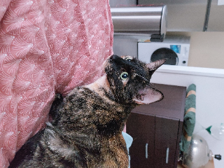 Rita