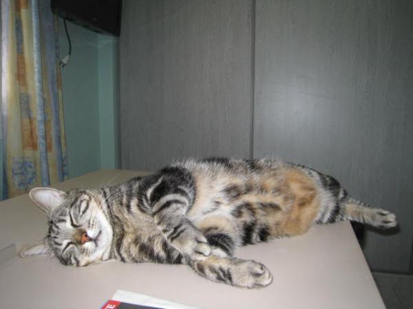 Tigrou