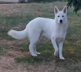 Ti-Loup