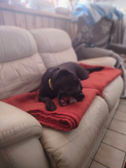 Nala