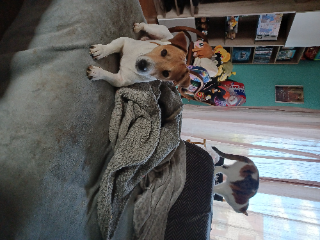RENJI